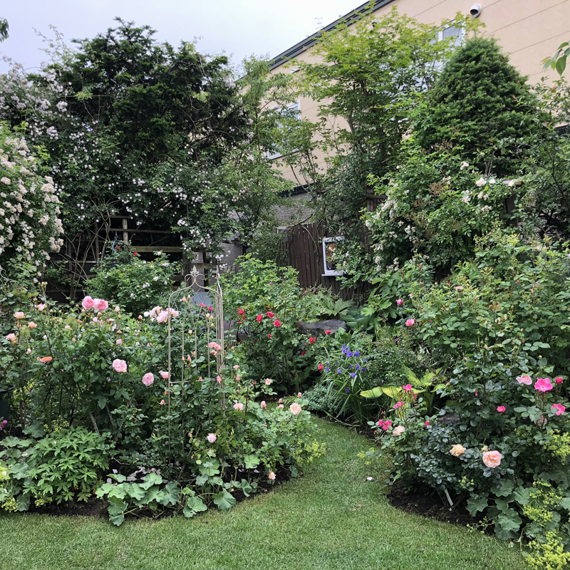 バラと宿根草が競演する庭
