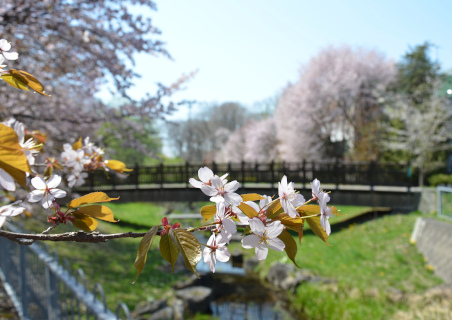 花と緑の写真コンテスト