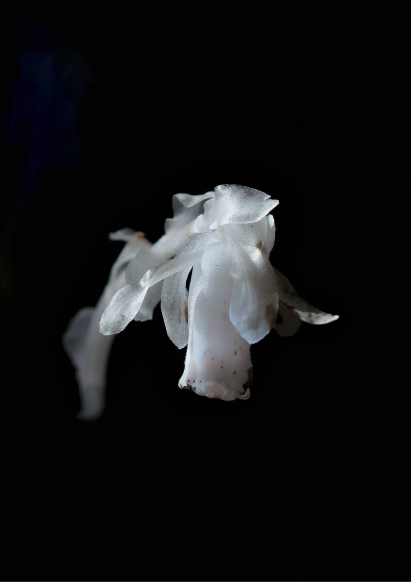 第20回花と緑の写真コンテスト受賞作品(令和7年度)