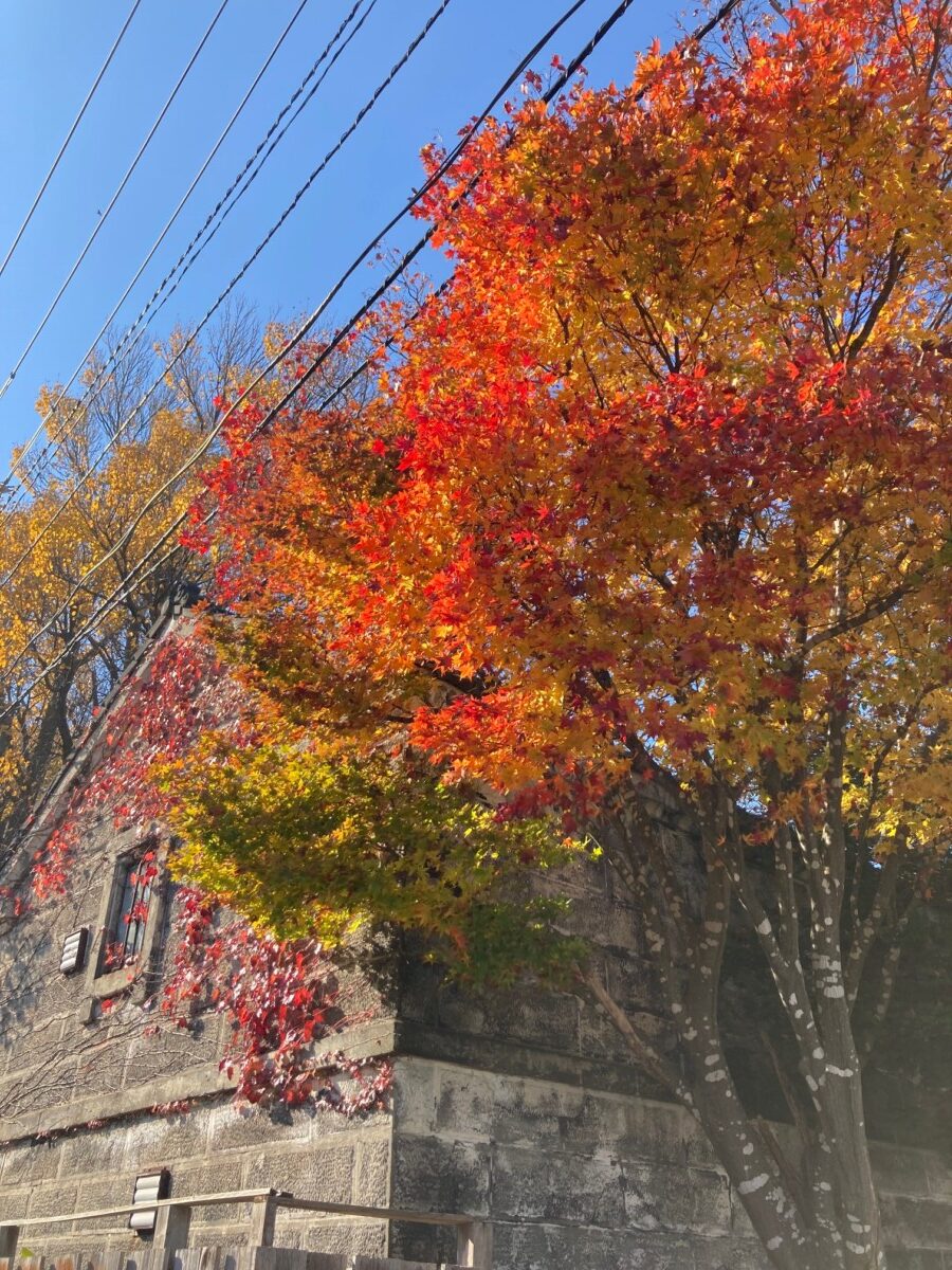 第20回花と緑の写真コンテスト受賞作品(令和7年度)