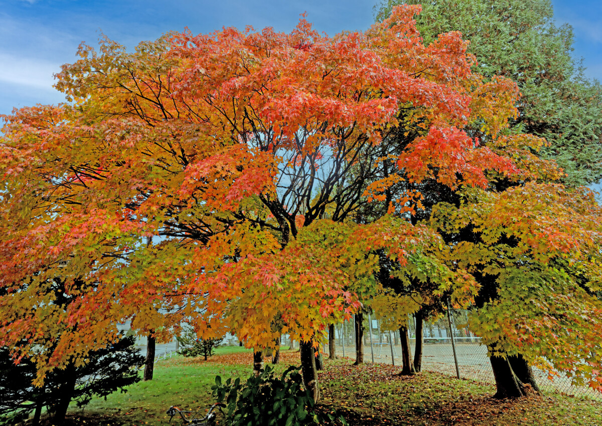 第20回花と緑の写真コンテスト受賞作品(令和7年度)