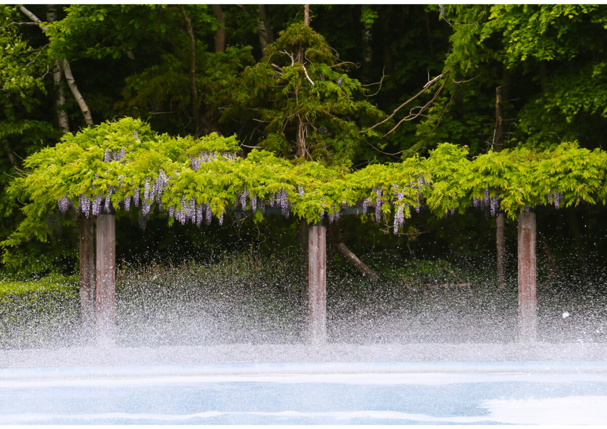 第20回花と緑の写真コンテスト受賞作品(令和7年度)