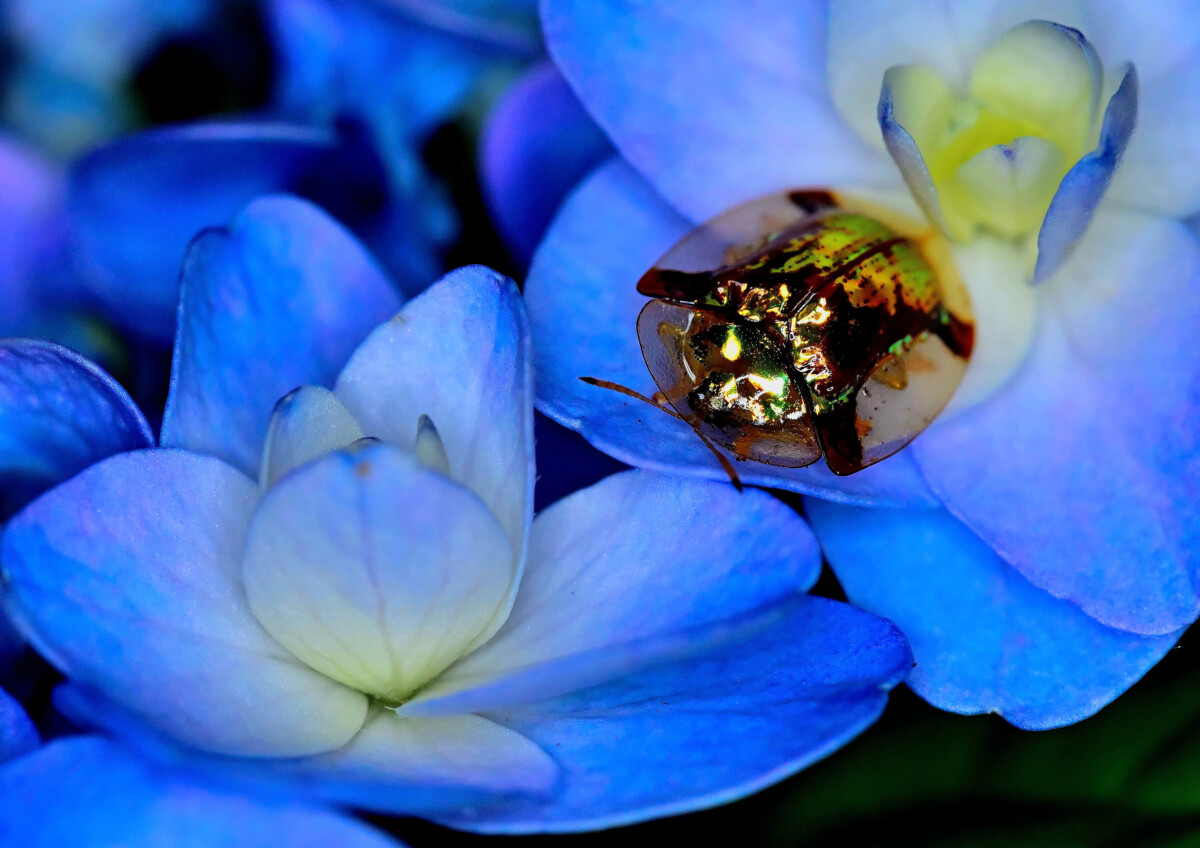 第20回花と緑の写真コンテスト受賞作品(令和7年度)