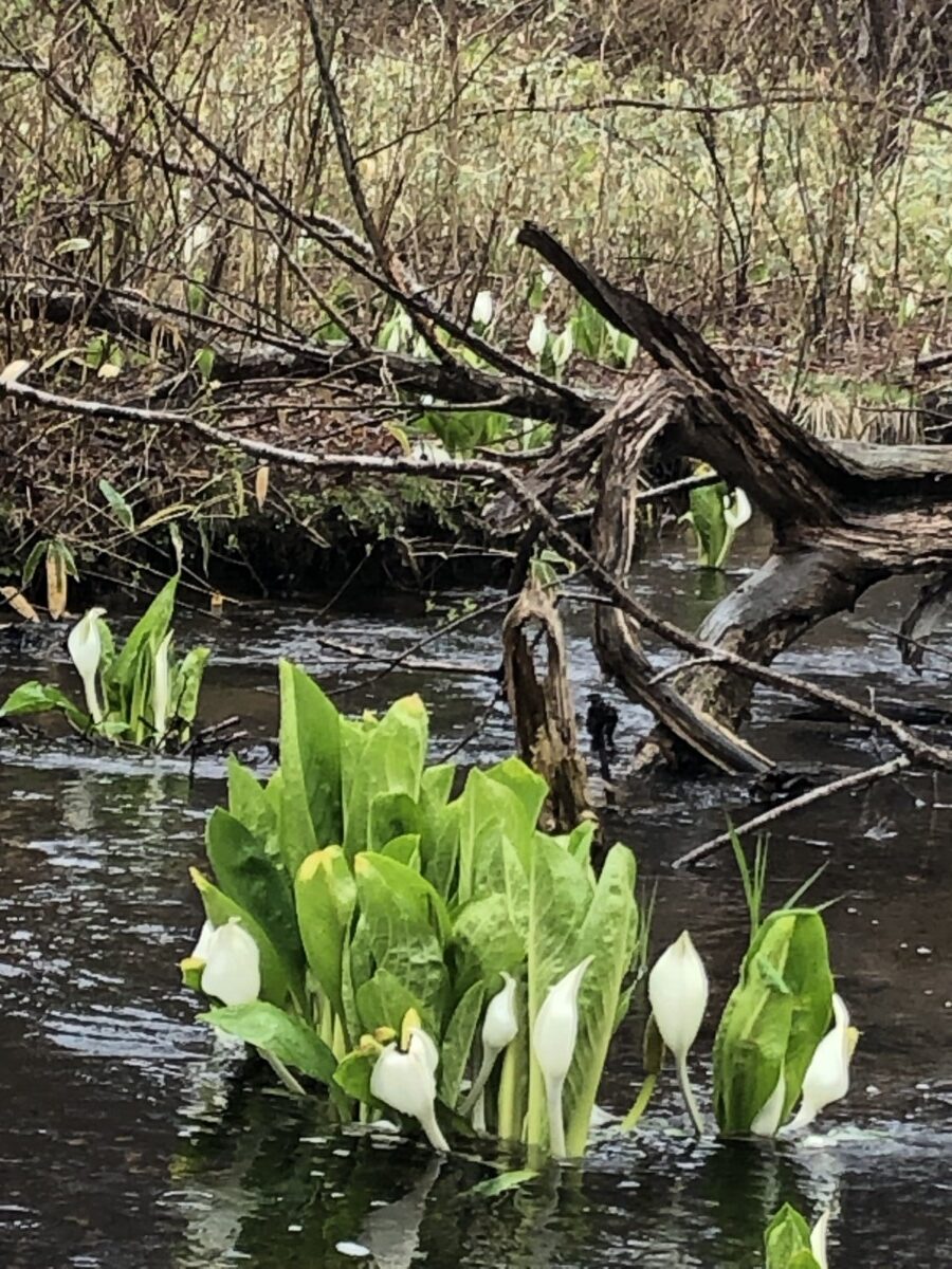 第20回花と緑の写真コンテスト受賞作品(令和7年度)