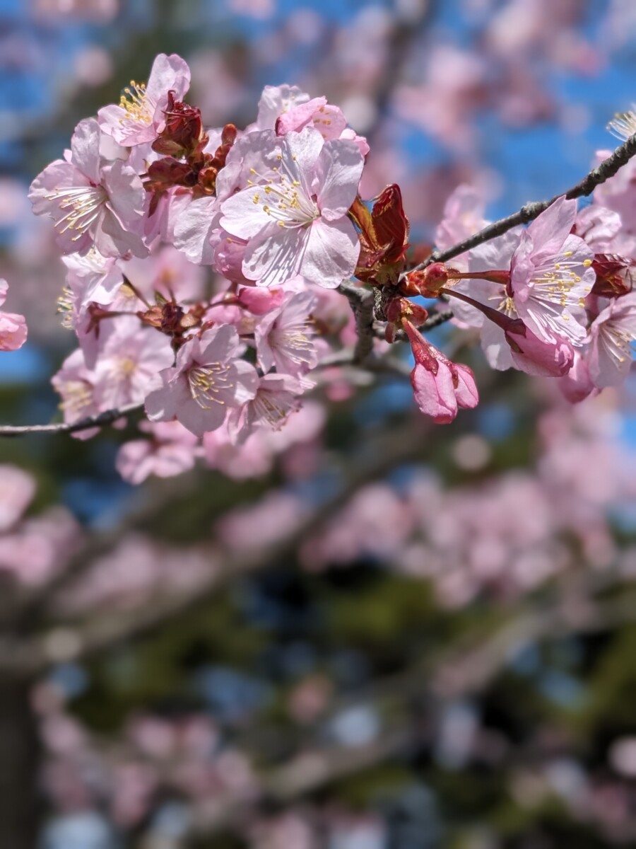 第20回花と緑の写真コンテスト受賞作品(令和7年度)
