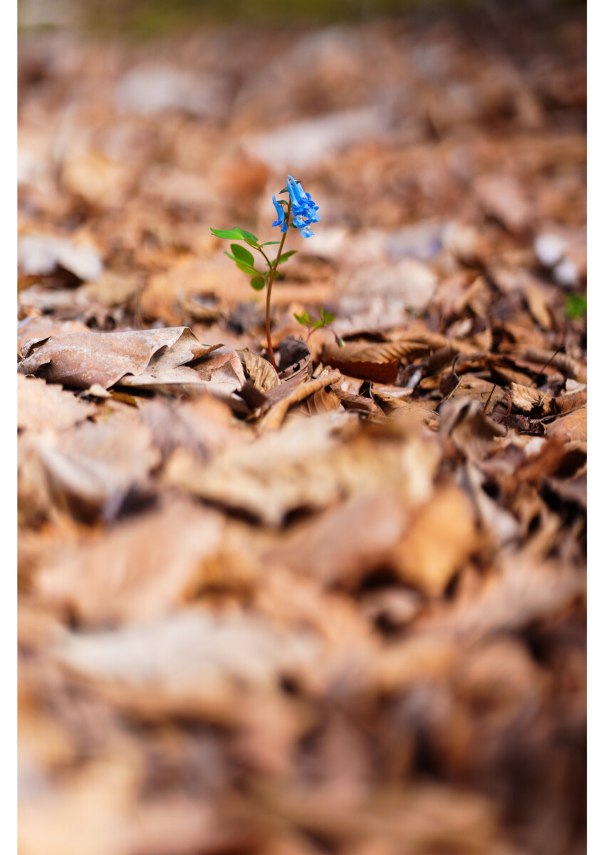 第20回花と緑の写真コンテスト受賞作品(令和7年度)
