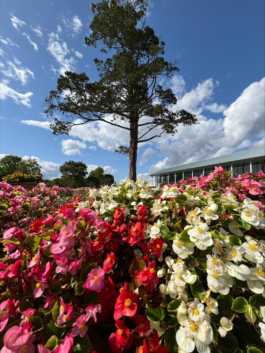 第20回花と緑の写真コンテスト受賞作品(令和7年度)