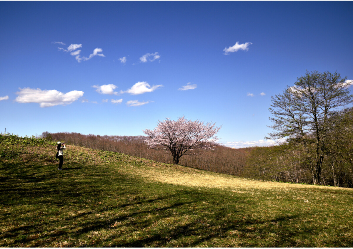 都市緑化振興事業