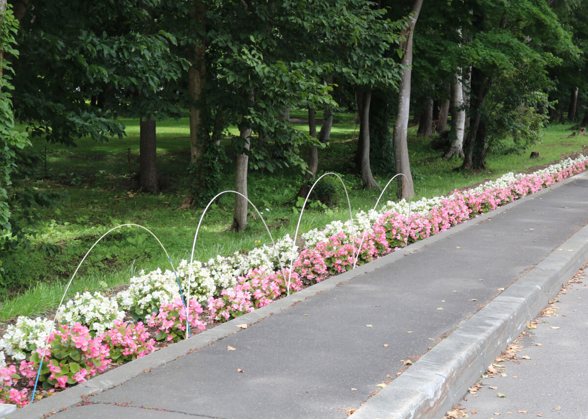 第39回花いっぱいコンクール受賞花壇(令和8年度)